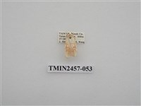 藏品(二斑叉紋苔蛾)的圖片